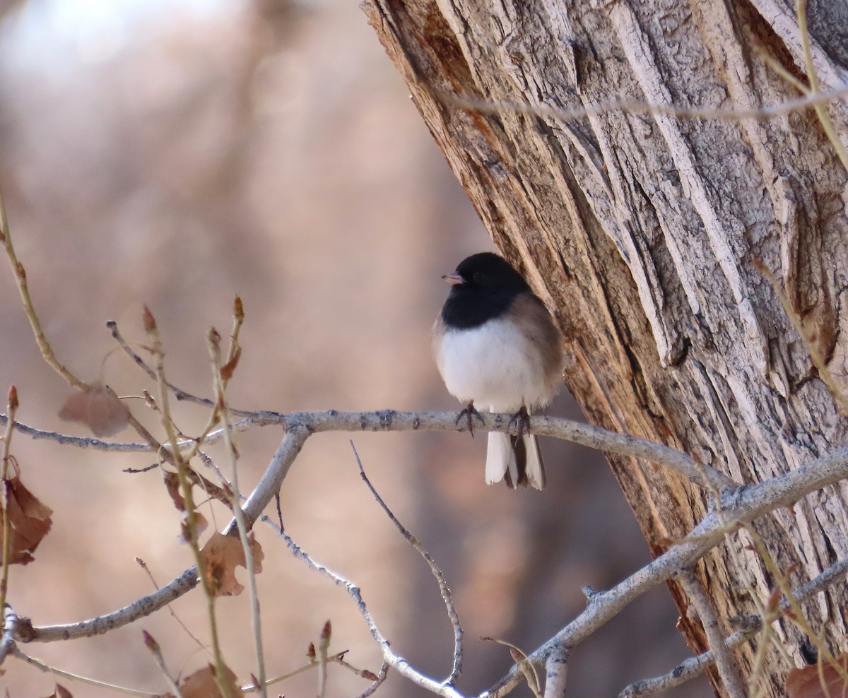 Junco ardoisé (groupe oreganus) - ML614612810