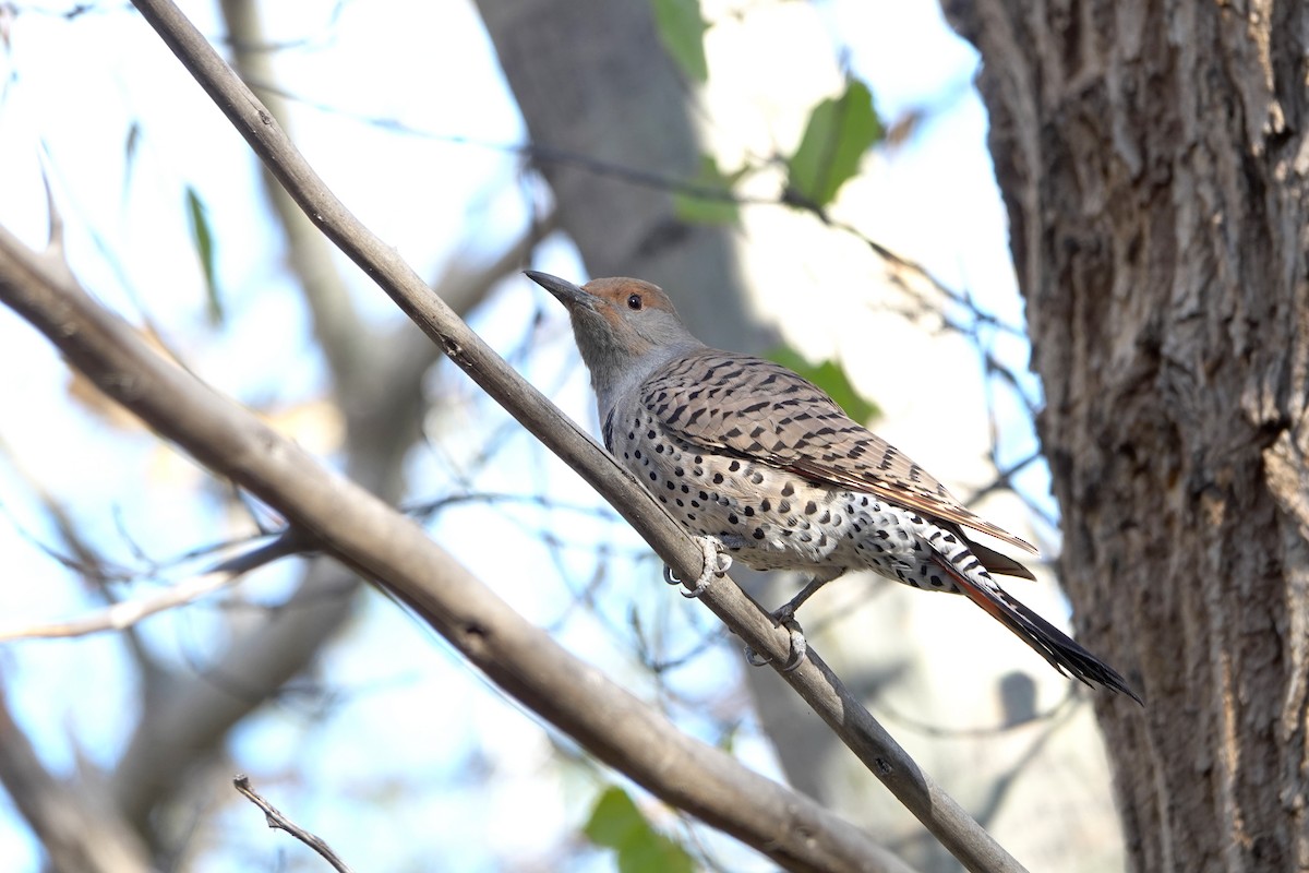 Northern Flicker - ML614612812