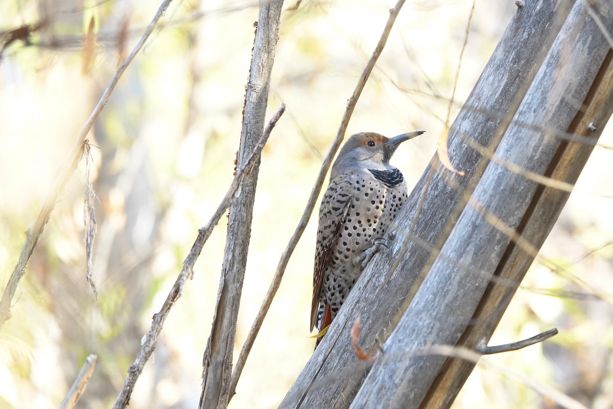 Northern Flicker - Carrie Vaughn