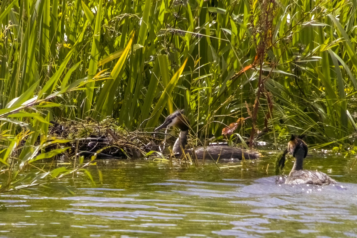 Great Crested Grebe - ML614612819