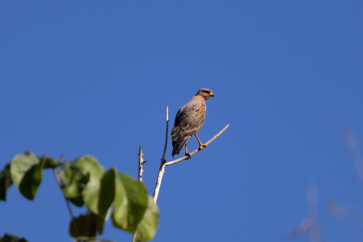 Savanna Hawk - Fraser Bell - Birding Ecotours