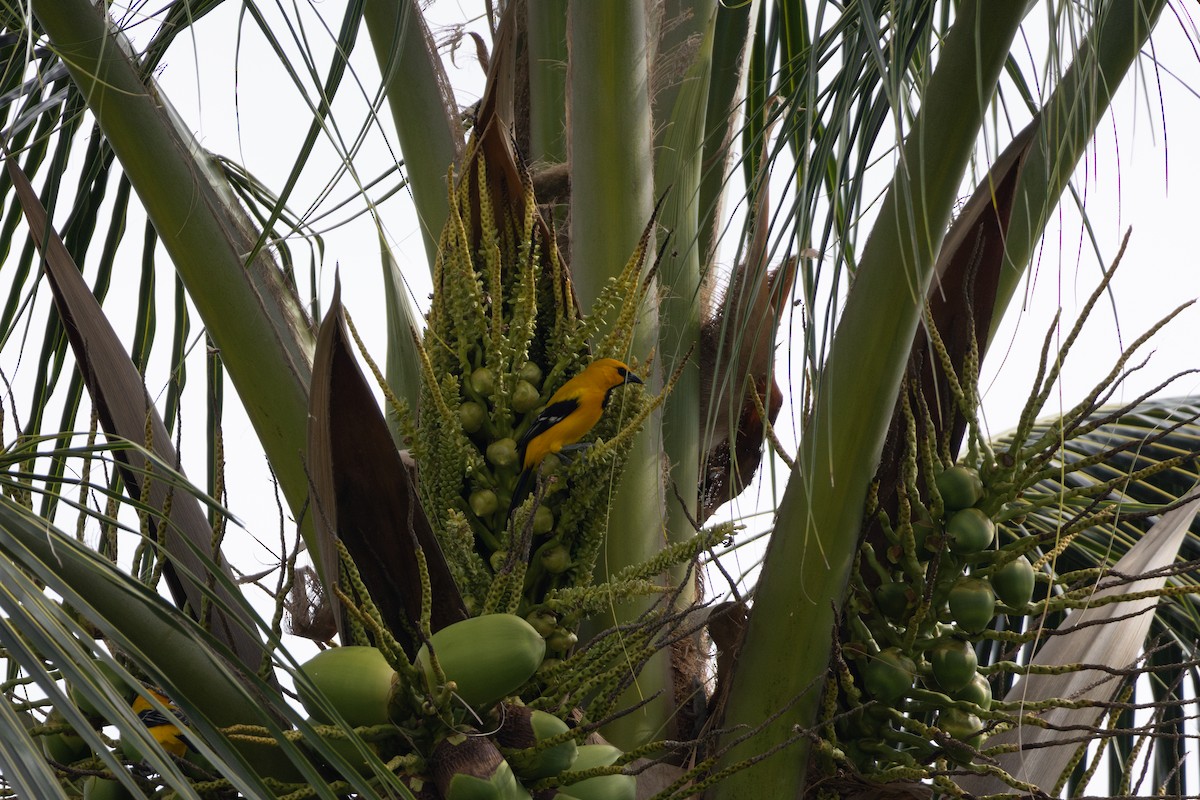 Yellow Oriole - Fraser Bell - Birding Ecotours