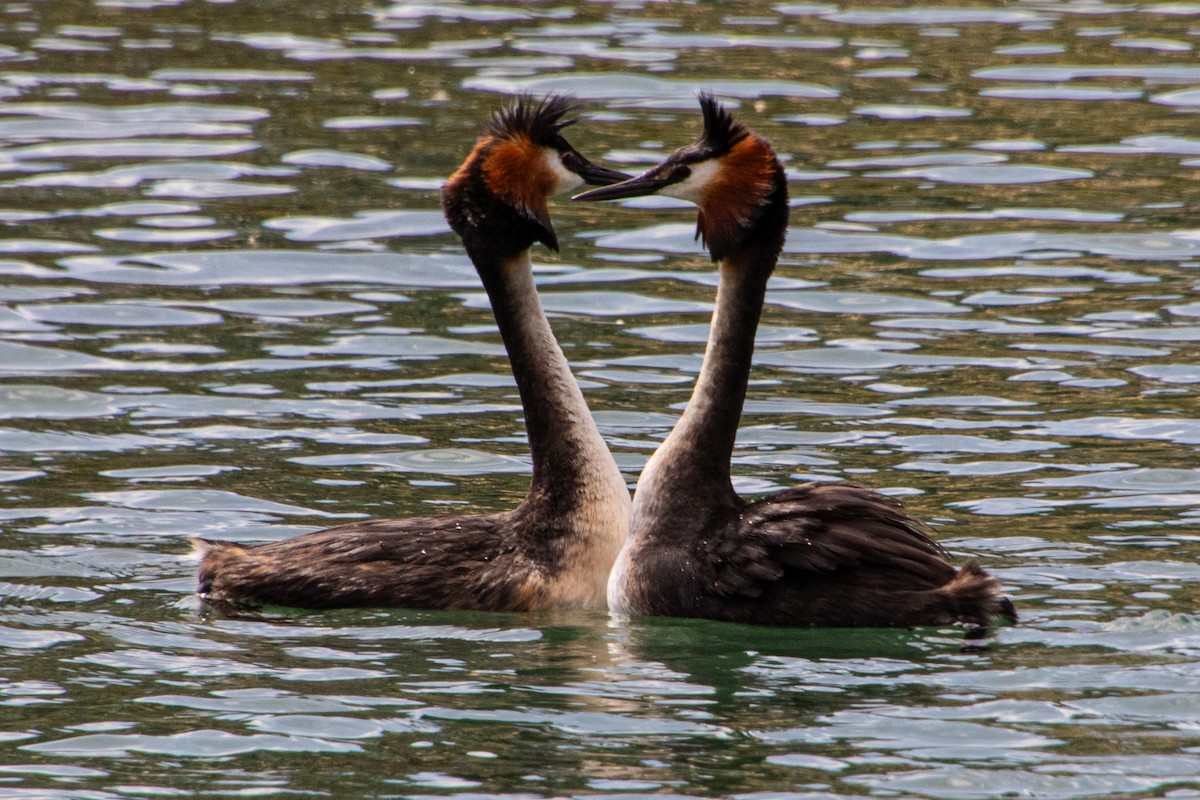 Great Crested Grebe - ML614612848