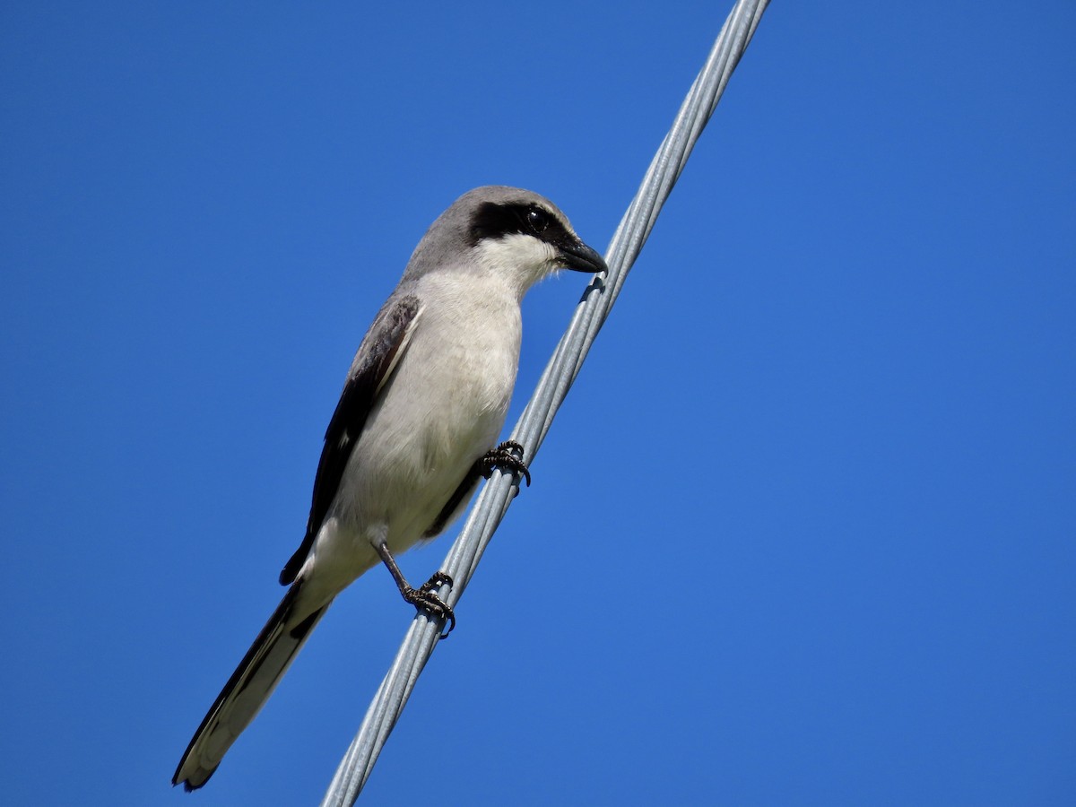 Loggerhead Shrike - ML614612850