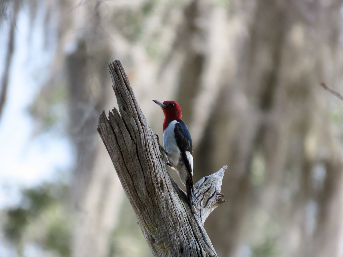 Red-headed Woodpecker - ML614612886