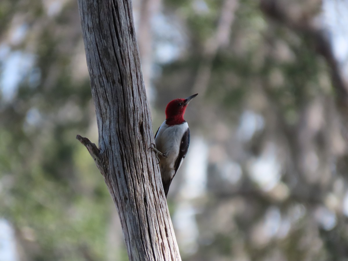 Red-headed Woodpecker - ML614612887