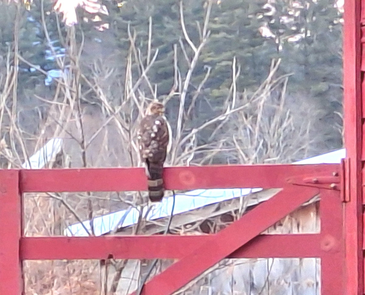 Cooper's Hawk - ML614613028