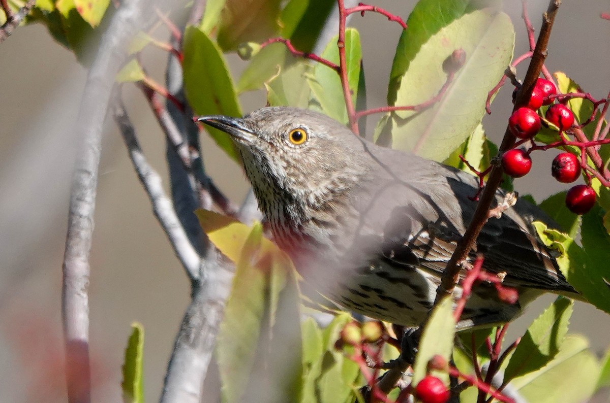 Sage Thrasher - ML614613053