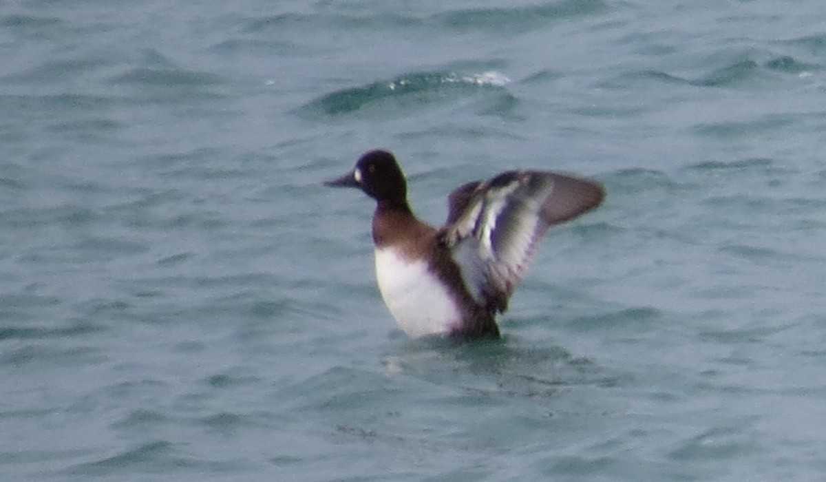 Lesser Scaup - ML614613055