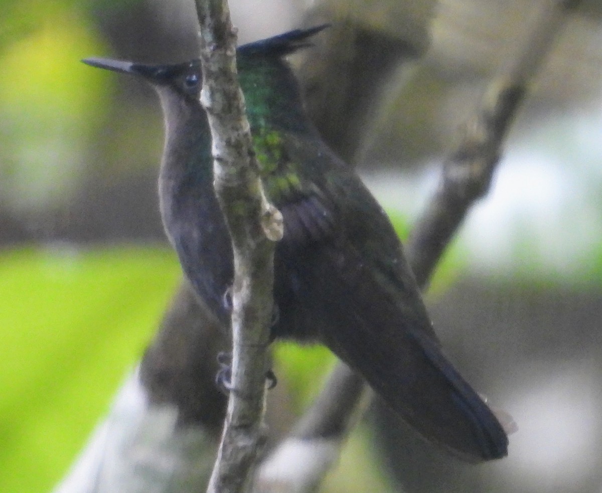 Antillean Crested Hummingbird - ML614613090