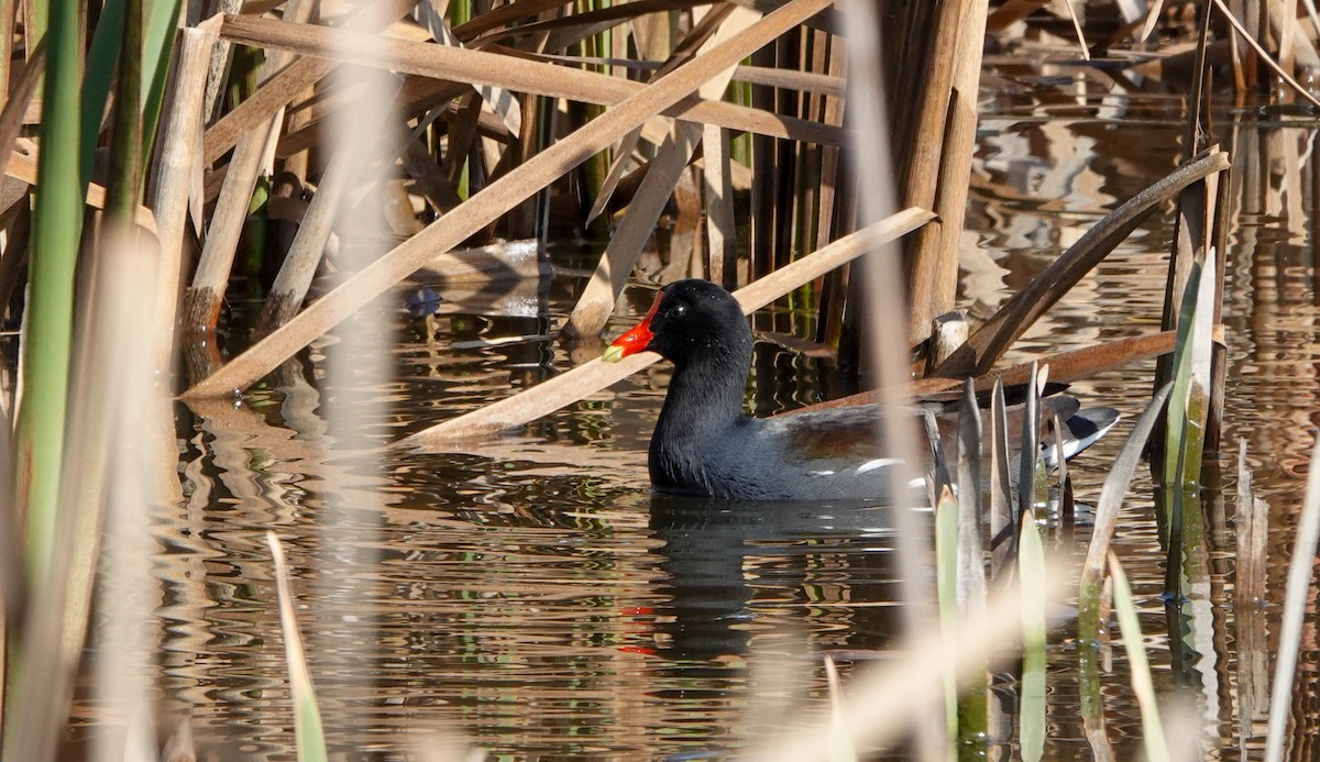 Common Gallinule - ML614613100