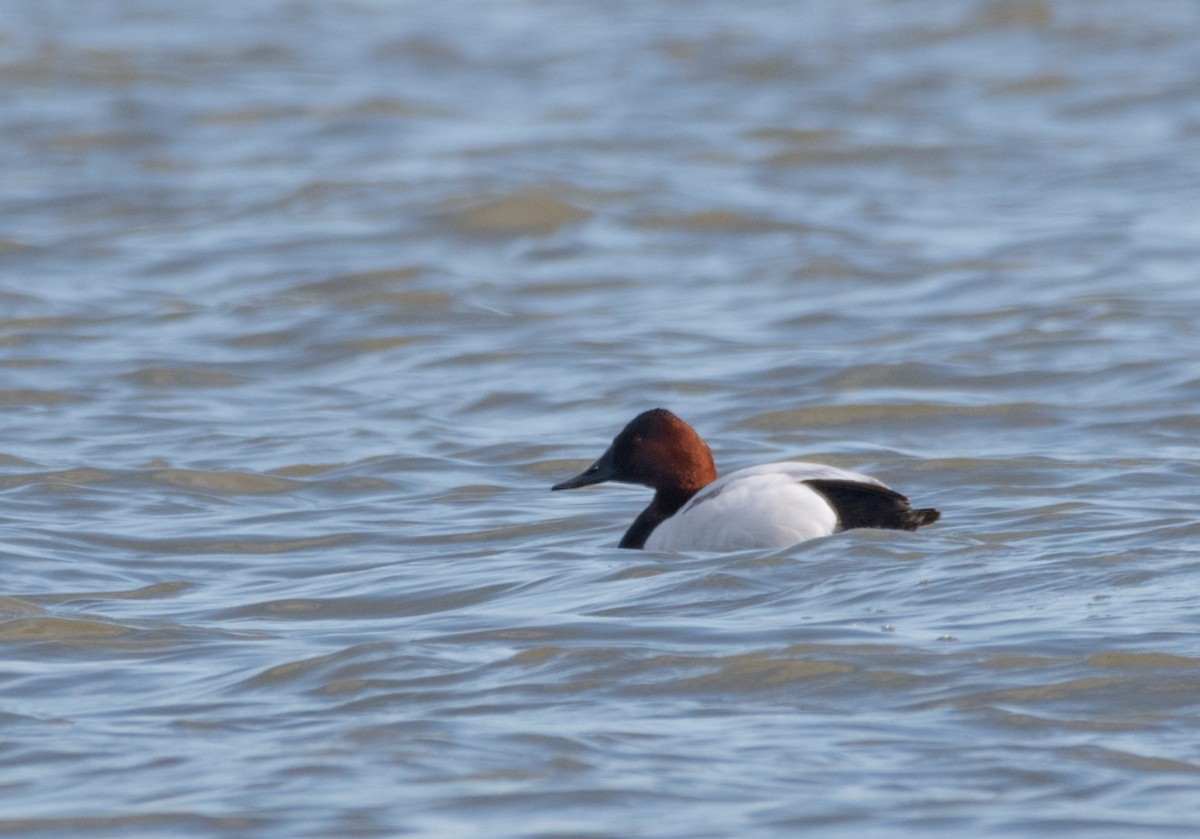 Canvasback - ML614613101