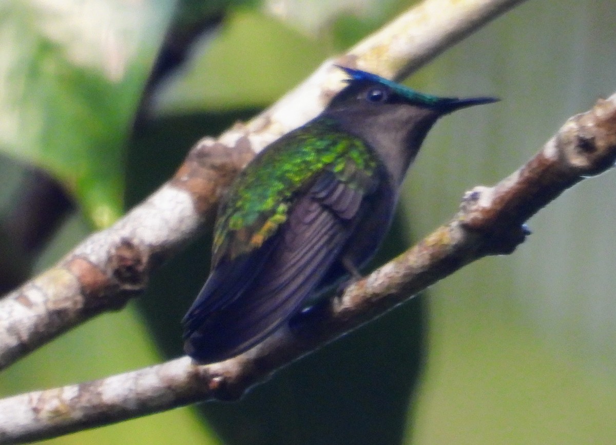 Antillean Crested Hummingbird - ML614613124