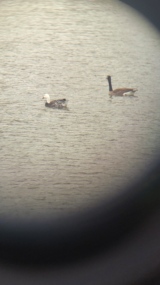 Snow Goose - ML614613153