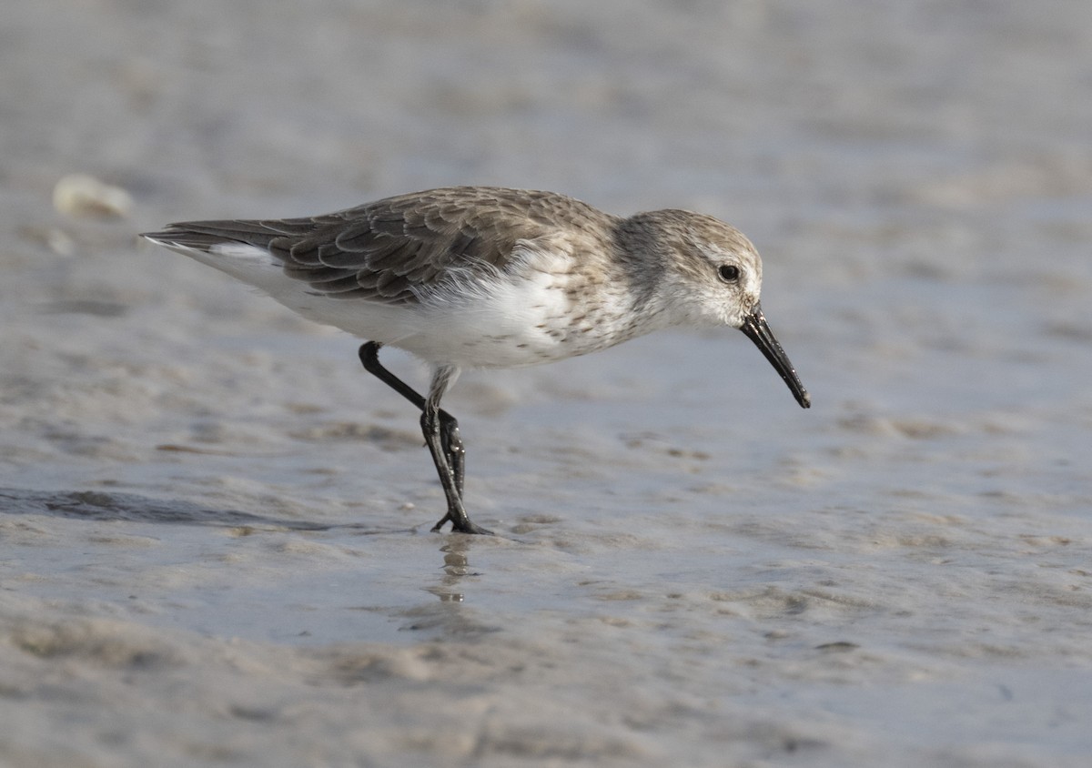 Western Sandpiper - ML614613180