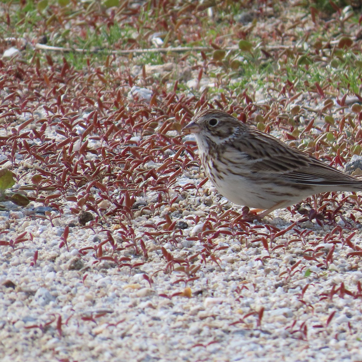 Vesper Sparrow - ML614613198