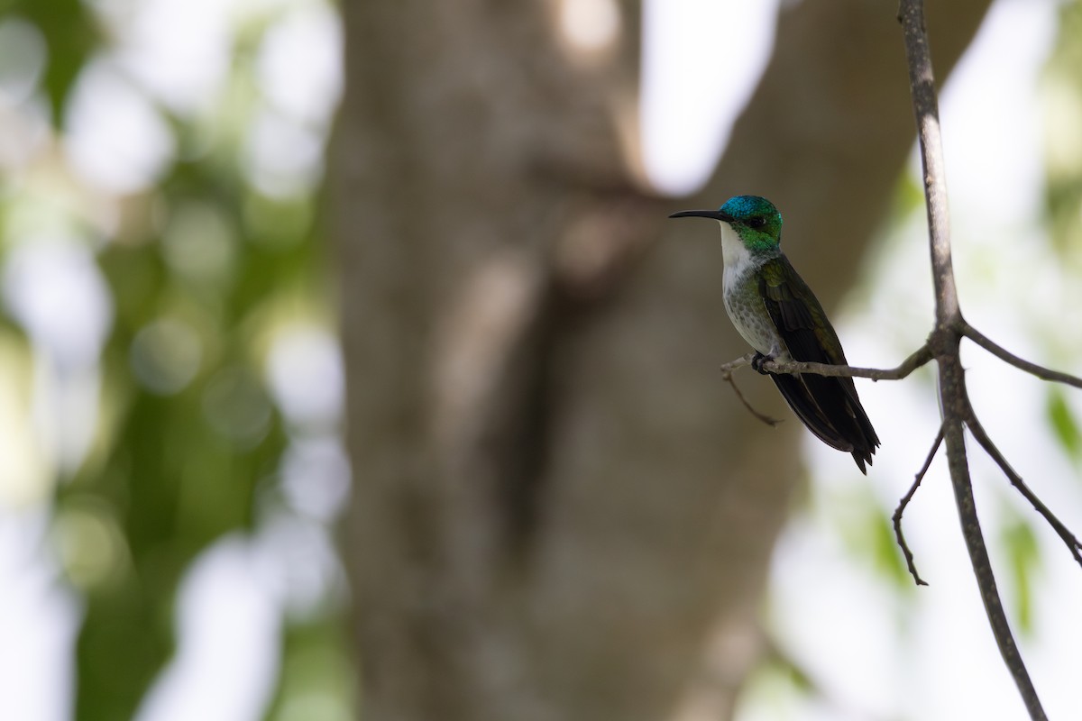 White-chested Emerald - ML614613239