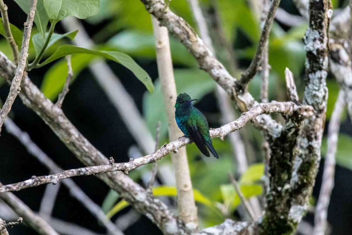 Blue-chinned Sapphire - ML614613264