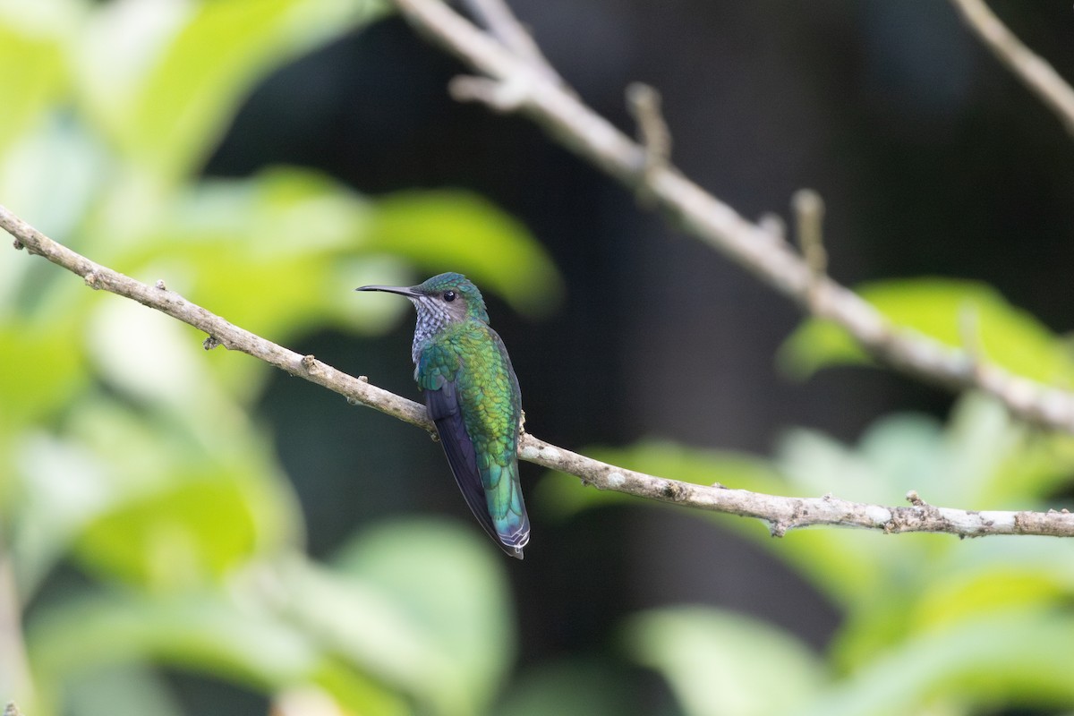 White-necked Jacobin - ML614613274