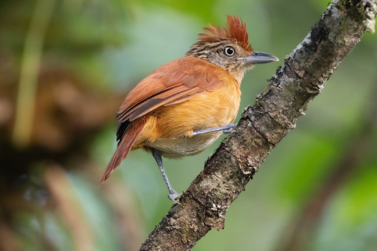 Barred Antshrike - ML614613296