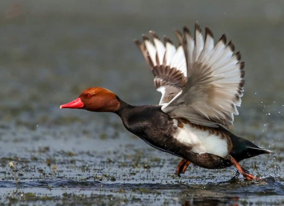 Red-crested Pochard - ML614613297