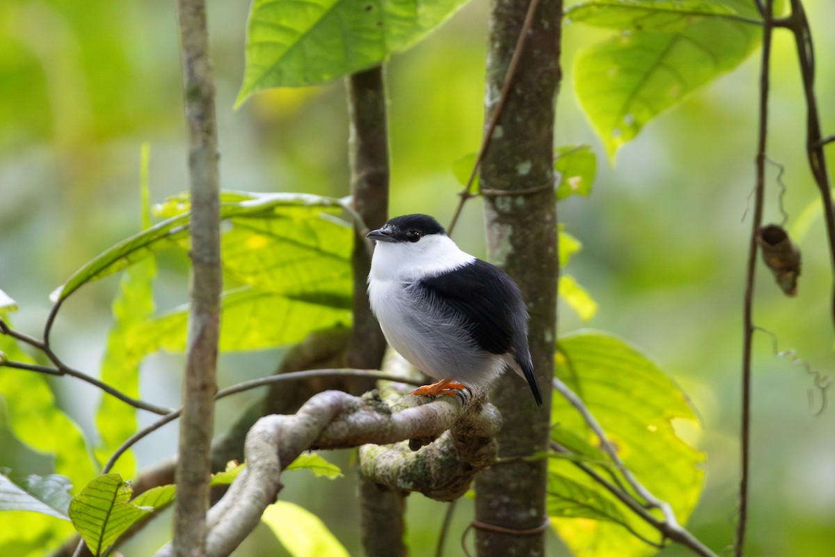 White-bearded Manakin - ML614613302