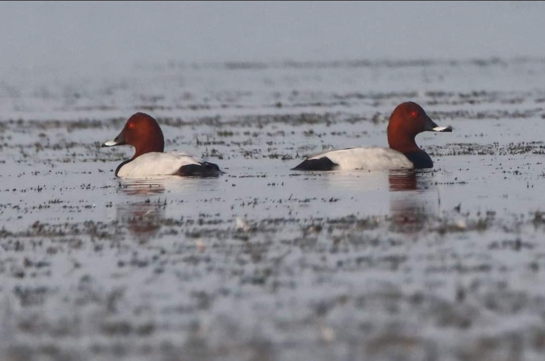 Common Pochard - Syed Abbas