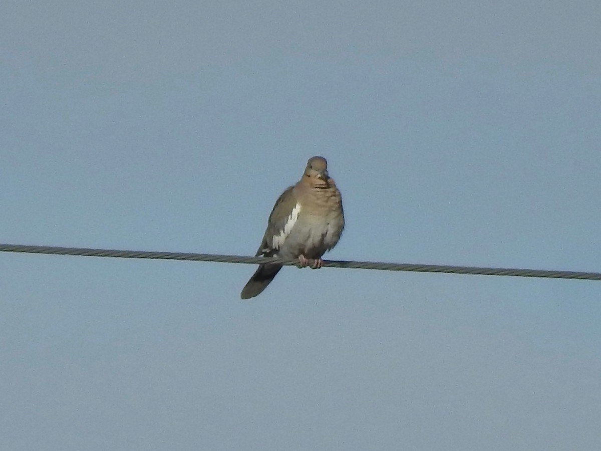 White-winged Dove - ML614613352