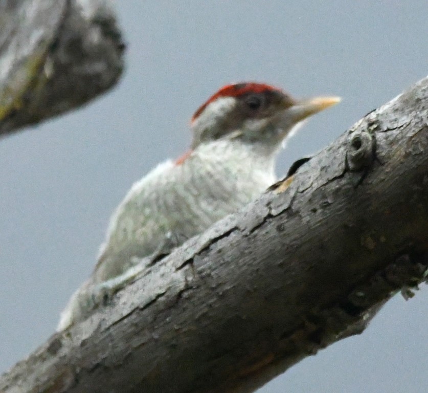 Scarlet-backed Woodpecker - ML614613426