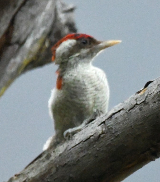 Scarlet-backed Woodpecker - ML614613427