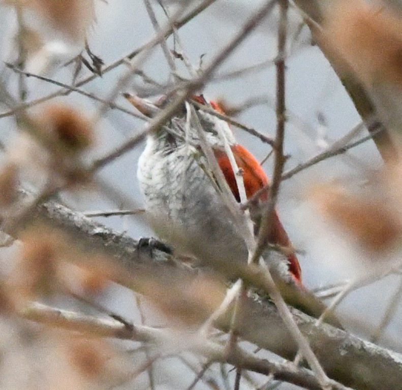 Scarlet-backed Woodpecker - ML614613429