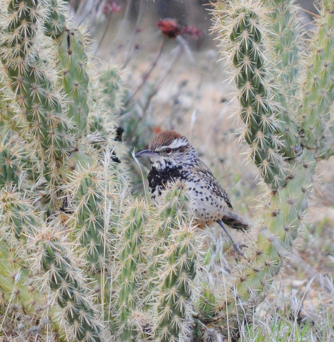 Cactus Wren - ML614613460