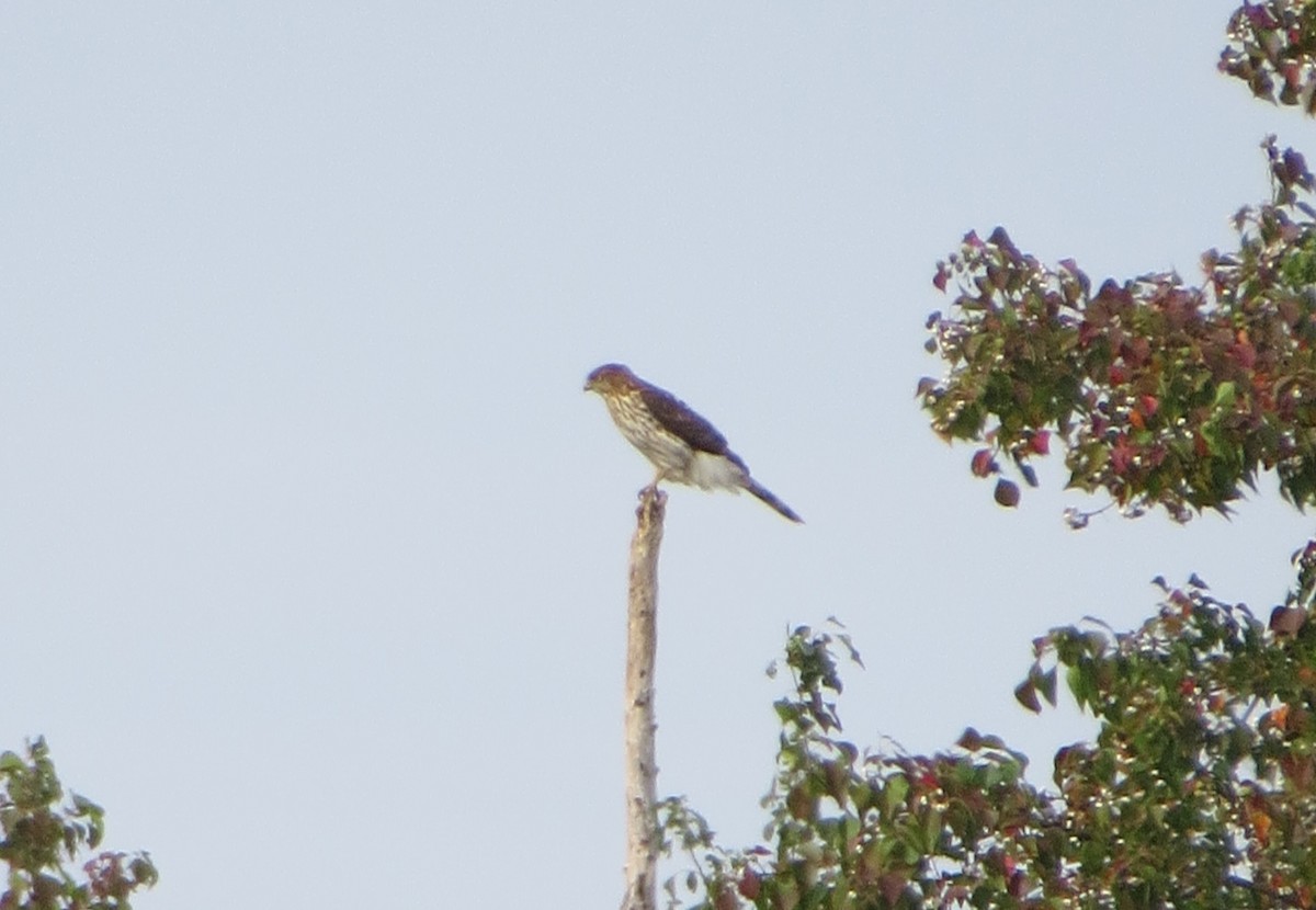 Cooper's Hawk - ML614613463