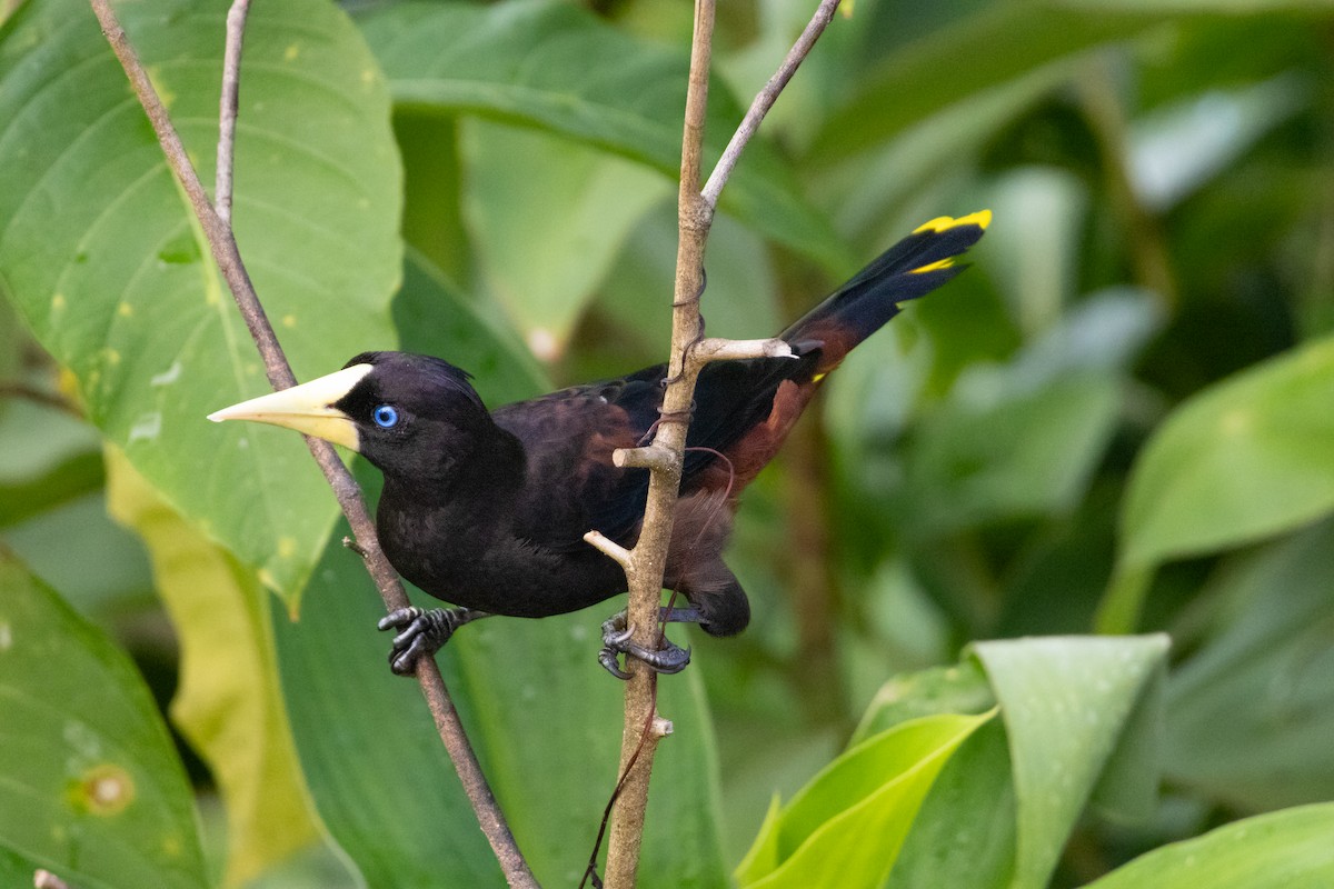 Crested Oropendola - ML614613476