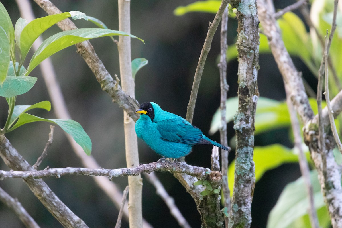 Green Honeycreeper - ML614613478