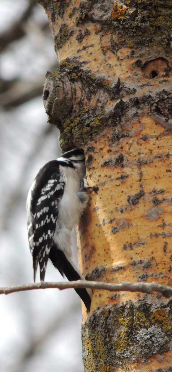 Downy Woodpecker - ML614613484