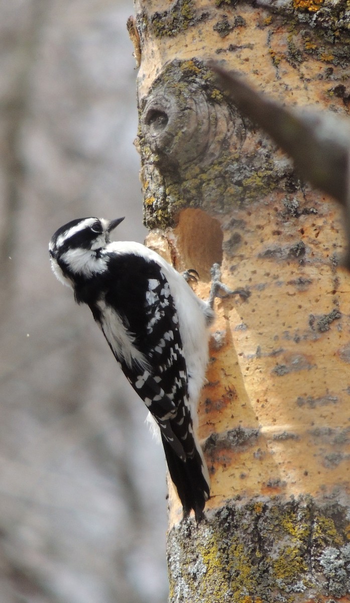 Downy Woodpecker - ML614613486