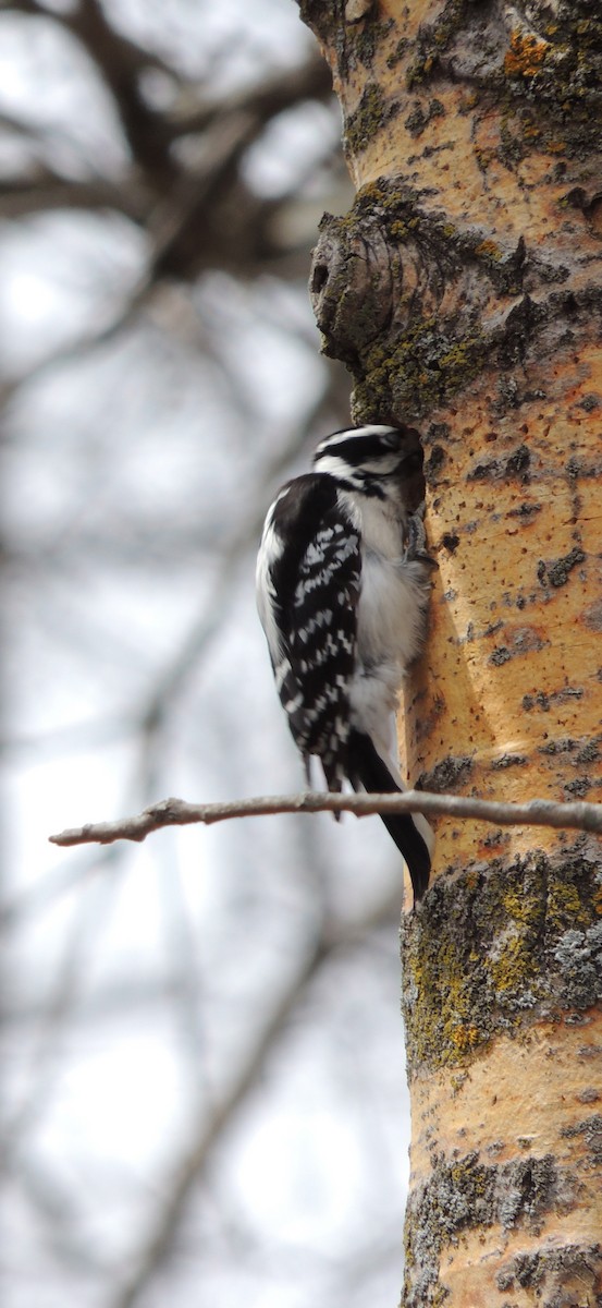 Downy Woodpecker - ML614613487