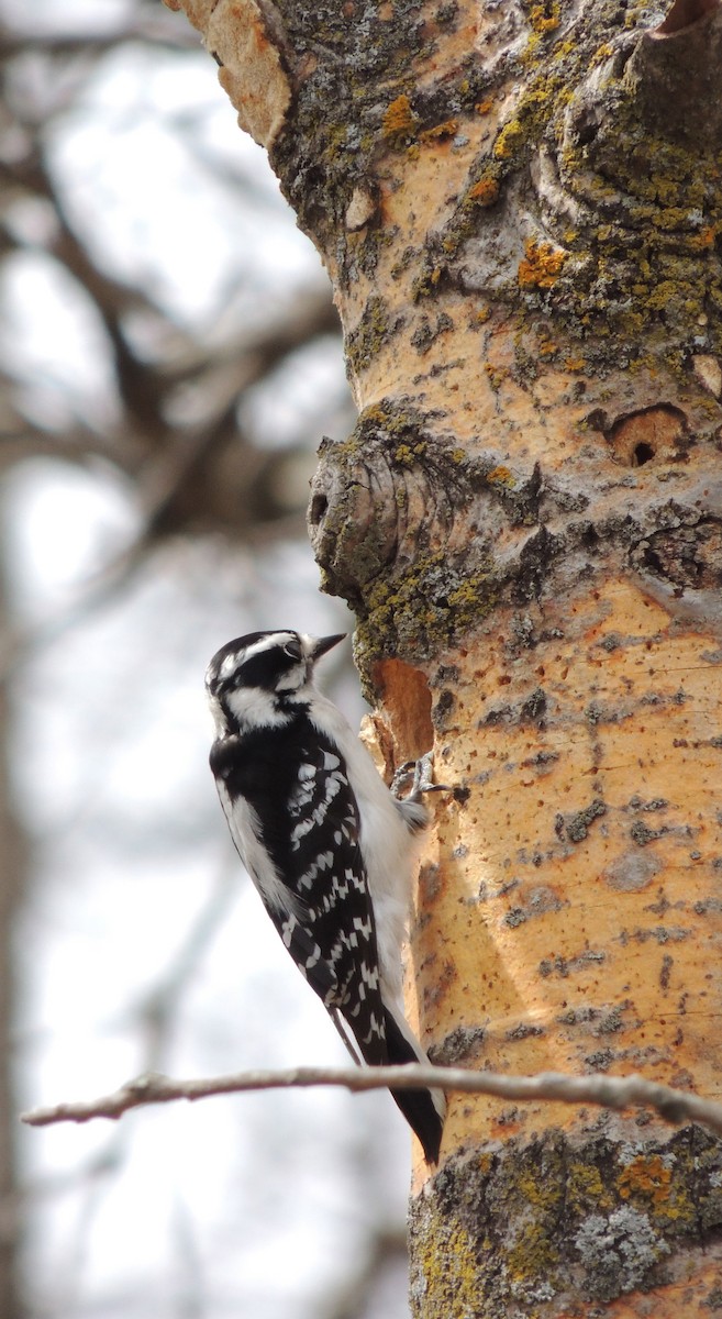 Downy Woodpecker - ML614613488