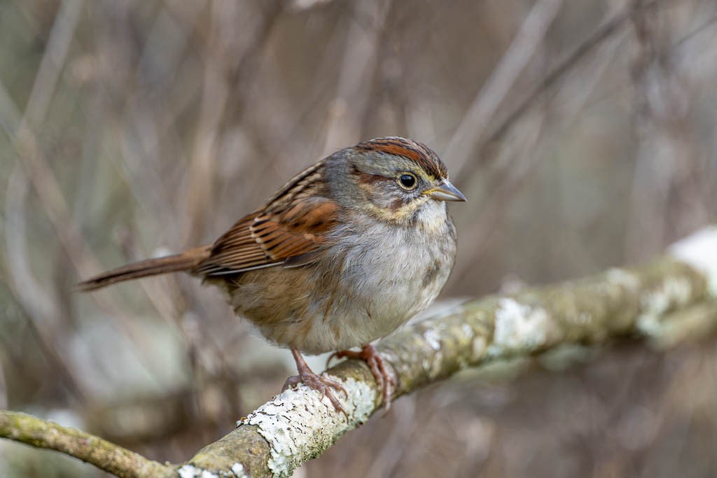 Swamp Sparrow - ML614613608