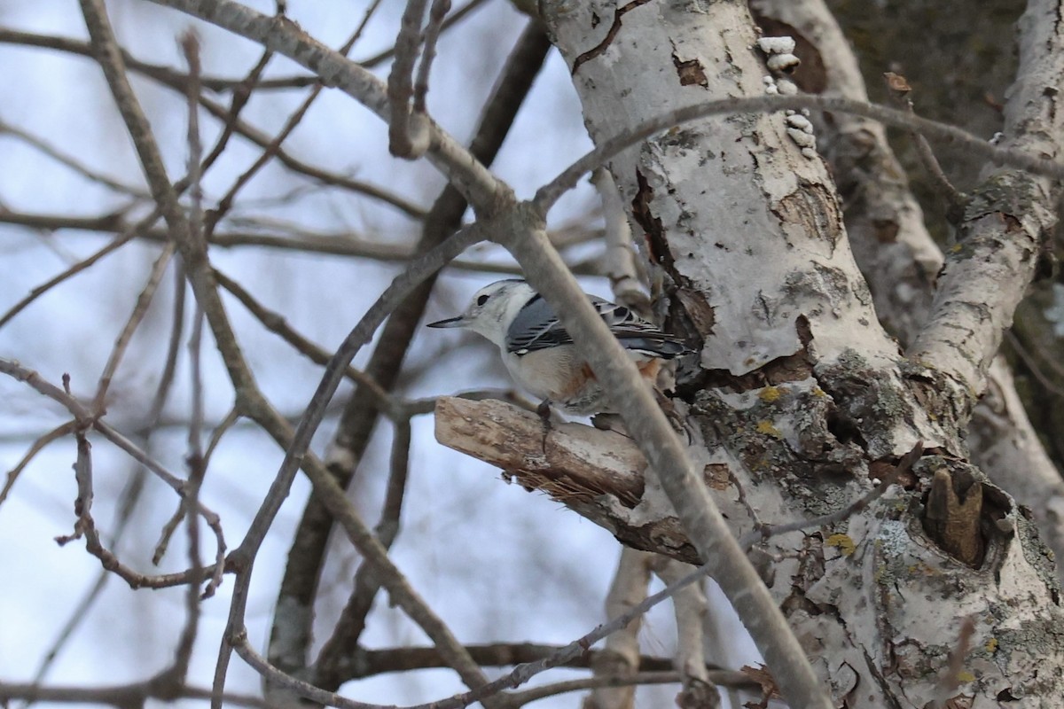 White-breasted Nuthatch - ML614613691