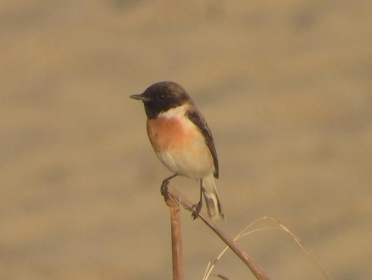 White-tailed Stonechat - Barry Reed