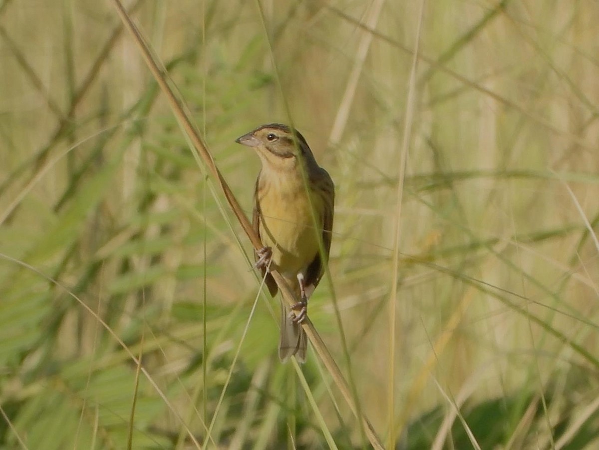 Yellow-breasted Bunting - ML614613718