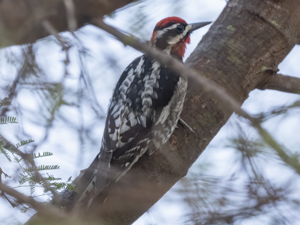 Red-naped Sapsucker - ML614613750