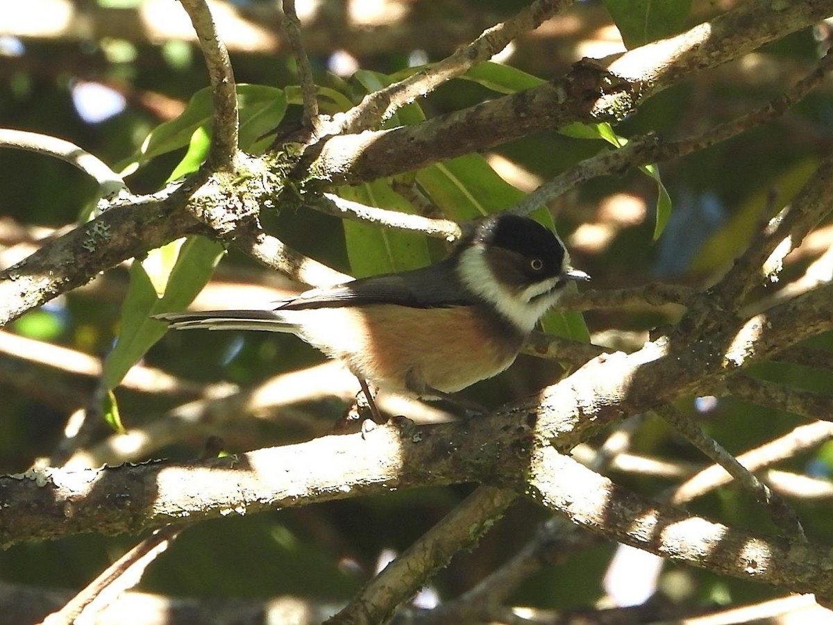 Black-browed Tit (Burmese) - ML614613785