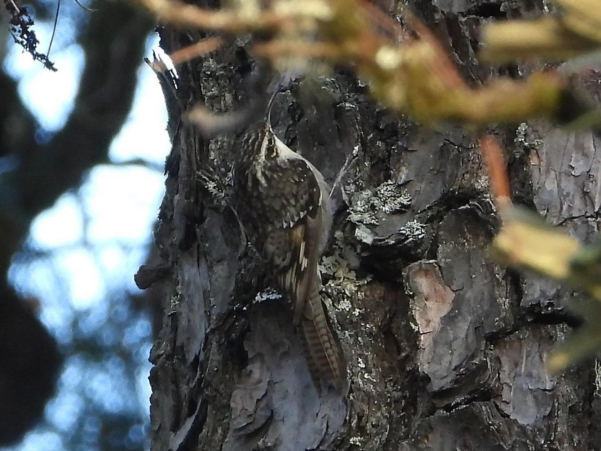 Bar-tailed Treecreeper - ML614613805