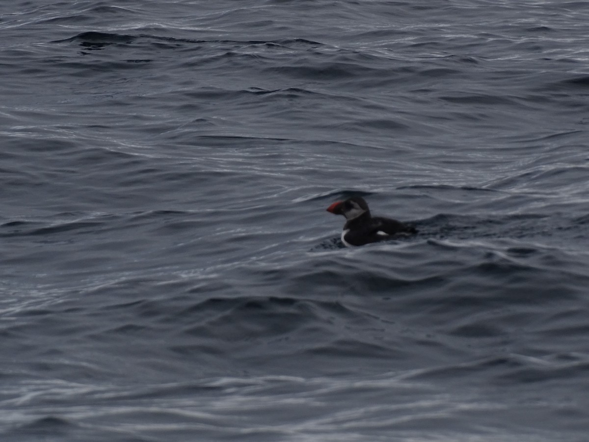 Atlantic Puffin - Josu Meléndez Arteaga