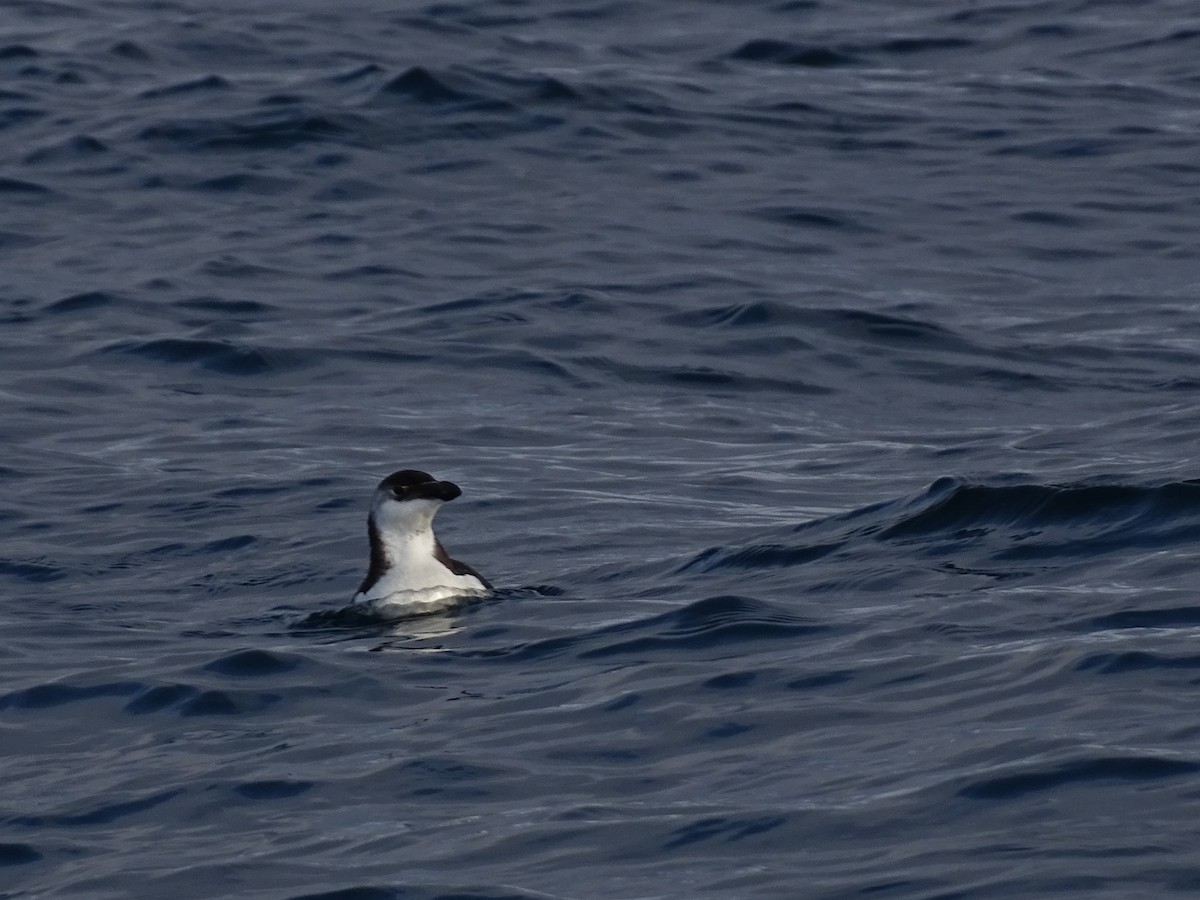 Razorbill - ML614613828