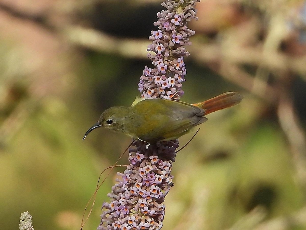 Fire-tailed Sunbird - ML614613839