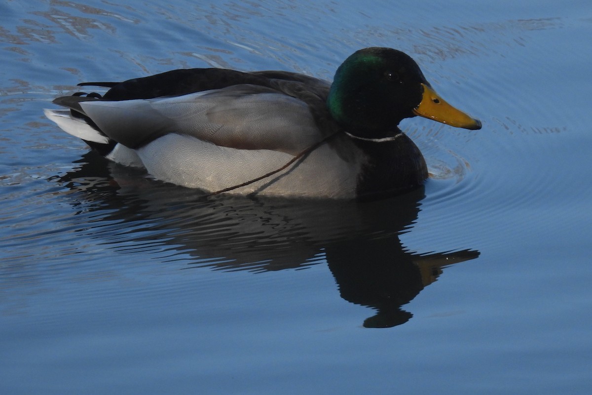 Mallard - ML614613856